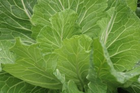 large jernigan yellow cabbage collard plant large jernigan yellow cabbage collard plant
