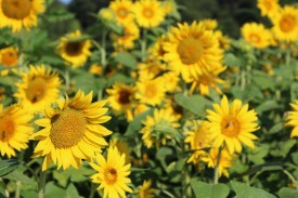 sunflowerssunflowerssunflowers