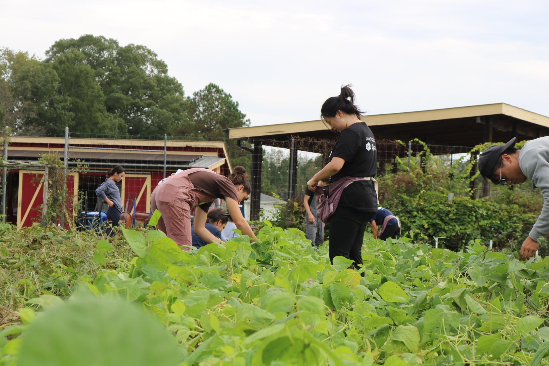 students harvesting green beans at the duke campus farm